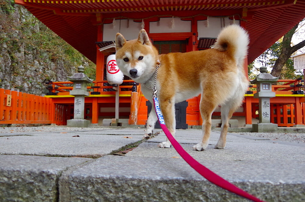 2026世界杯焦点战前瞻,奇才式战术革命如何正面击溃传统公牛阵型