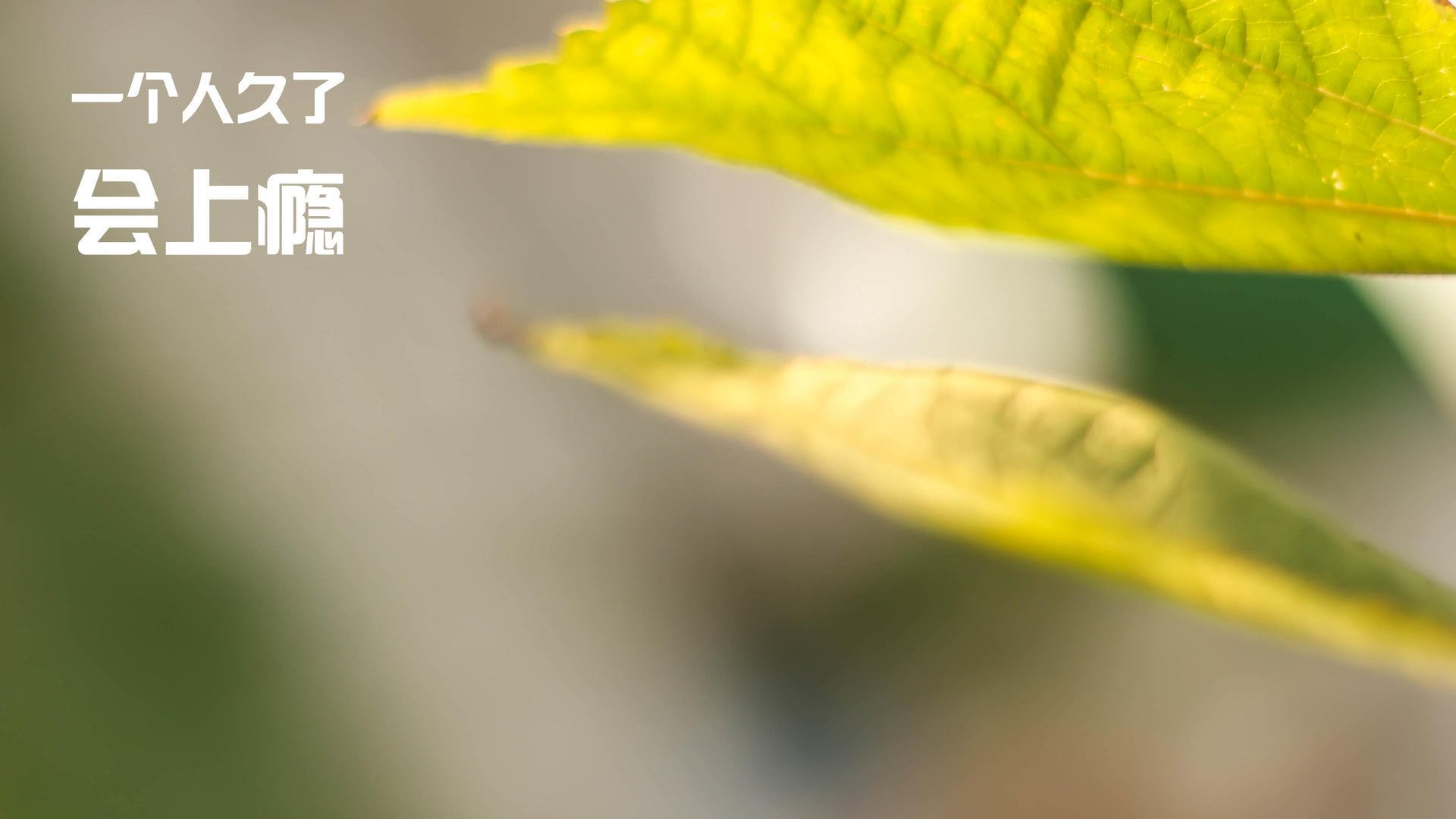 德罗赞末节封神,浙江队终结开拓者连胜神话